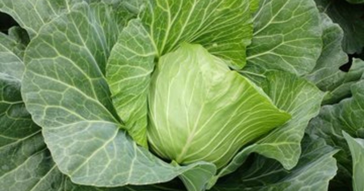 夏の味覚セット　クーポン　9000円分