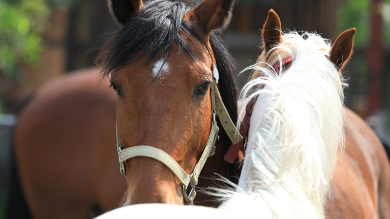乗馬 トレッキング チケット（平日３名様分）の画像2