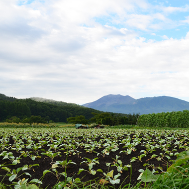 夏の味覚セット　クーポン　9000円分の画像3