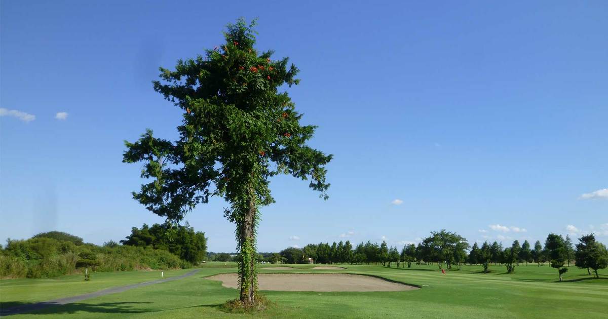 テスト　東我孫子カントリークラブ