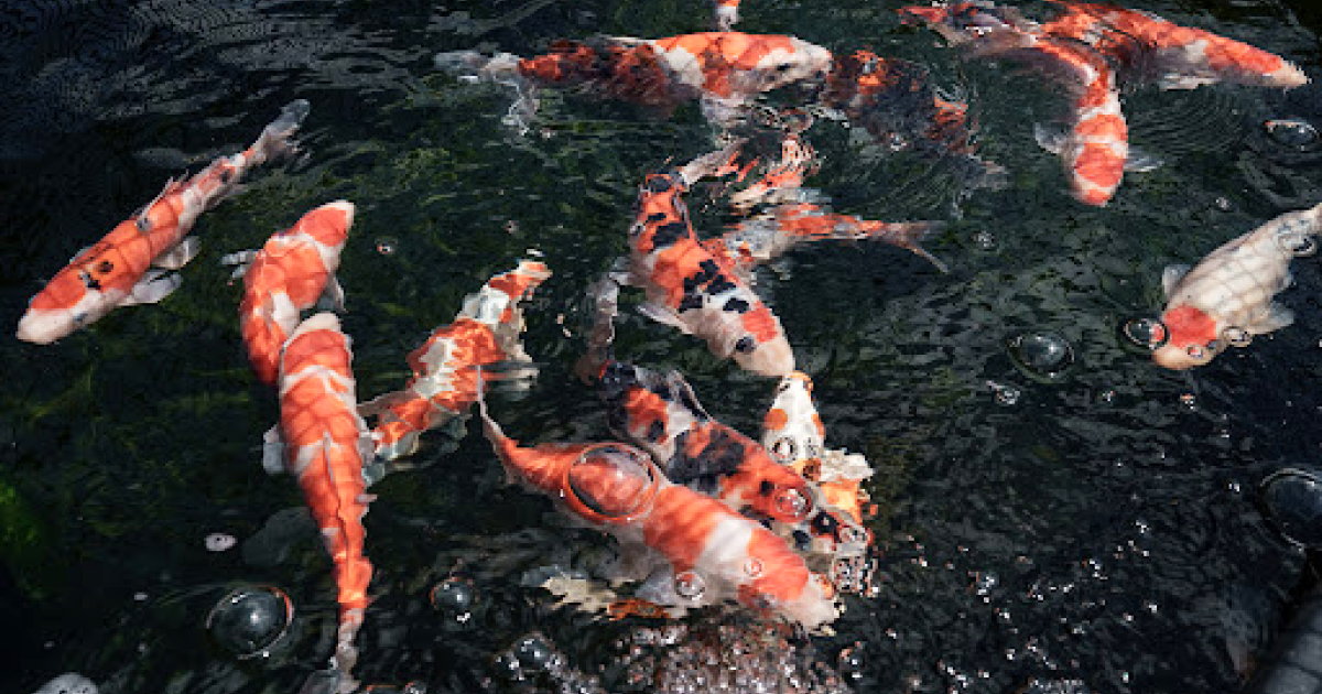 【テスト】小谷野養鯉場