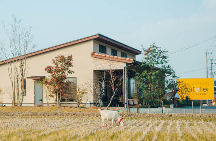 テスト　フルトリエ